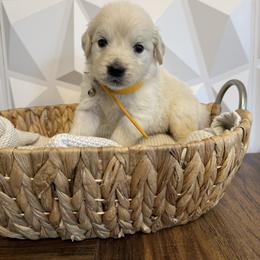 Orange collar - Light golden male Golden Retriever puppy in Radcliff, Kentucky from It’s A Golden Life