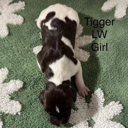 Tigger - Liver and white female German Shorthaired Pointer puppy in Aitkin, Minnesota from Whispering’s GunDogs