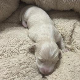 Cash - Cream male Dachshund puppy in Dobson, North Carolina from Oakleys Dachshund Haven