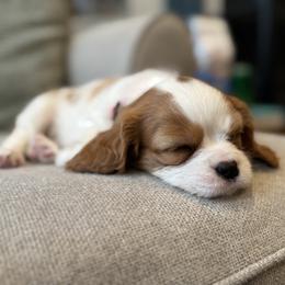 Fiona - Blenheim female Cavalier King Charles Spaniel puppy in Hixson, Tennessee from Erickson Cavaliers
