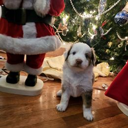 Orange - Red merle male Miniature Australian Shepherd puppy in Cedar Creek, Texas from Rowdy Ranch Tx