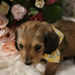 Dachshund Puppies from CLARK'S BREEDING PROGRAM