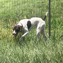Astrid - White and liver female German Shorthaired Pointer puppy in Jacksonville, Florida from Good-Times K9