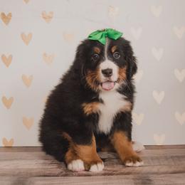 Bernese Mountain Dog and Golden Retriever Puppies from J & J Meadows