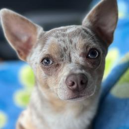Chihuahuas from Cloudshadow Kennels