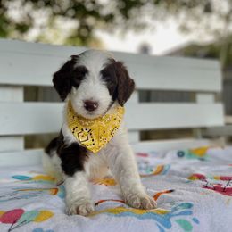 Sheepadoodle Puppies from Pawsome Doodle Haven