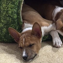 Basenjis from Rocky Mountain Basenjis & Little Dog Farm & Grooming