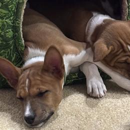 Basenjis from Rocky Mountain Basenjis & Little Dog Farm & Grooming