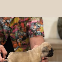 French Bulldog Puppies from Desert Madness Frenchies