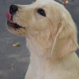 Golden Retrievers from Cedar Goldens