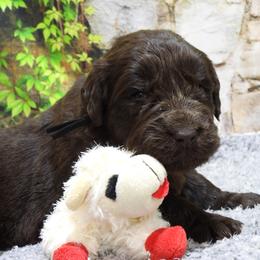Charcoal Collar Female - Brown female Newfoundland puppy in Dalton, Ohio from Newfforu