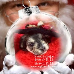 Violet F Morkie - White and tan female Maltese puppy in Silverhill, Alabama from Malteseuluv’s Tiny Treasurers