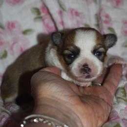 Poppy - Fawn and white female Chihuahua puppy in Gloucester, Virginia from Charlotte's Web of Chihuahuas