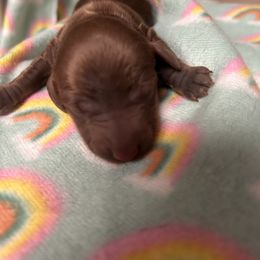 Girl 3 - Red female Dachshund puppy in Columbiana, Alabama from Tonya's Dachshunds