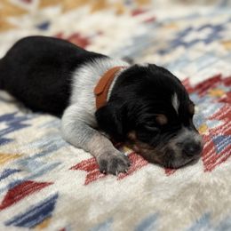 Smokey - Blue ticked and tan male Bluetick Coonhound puppy in Mount Pleasant, Texas from Harmons Hounds