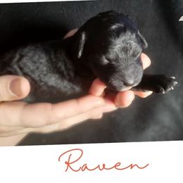 Raven - Black female Labradoodle puppy in Siloam Springs, Arkansas from Siloam Doodles