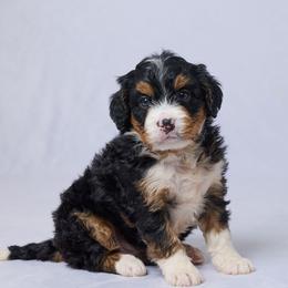 Alia - Tri-color female Bernedoodle puppy in Apple Creek, Ohio from Grandeur Valley Puppies