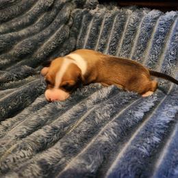 Red Irish - Red male Italian Greyhound puppy in Snohomish, Washington from Divine Italian Greyhounds