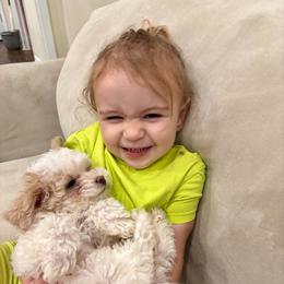 Carl - Poodle