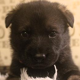 Pink Collar - Sable female German Shepherd puppy in Mansfield, Texas from Vom Anfang German Shepherds