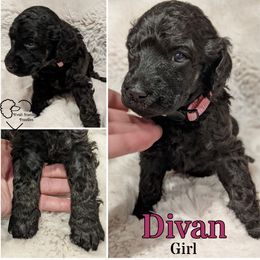Poodle Puppies from Kvali Standard Poodles