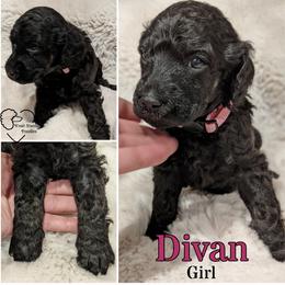 Poodle Puppies from Kvali Standard Poodles