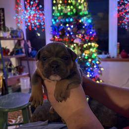 Aussiedoodle, Bulldog, Miniature Australian Shepherd, Poodle, and Toy Australian Shepherd Puppies from Mowry Creek Mini Aussiedoodles and More