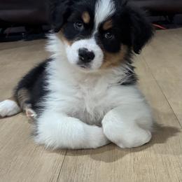 Kimmy - Black tri-color female Australian Shepherd puppy in Croswell, Michigan from Hendra Family Aussies