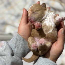 Piggie - Brown and white female Bernedoodle puppy in Gainesville, Florida from Alyssa Xxweetdoodles