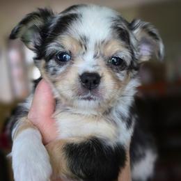 Loki - Merle male Chihuahua puppy in Xenia, Ohio from Moose Creek Chihuahua's