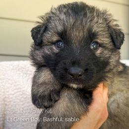 Bashful (Light Green) - Gray sable male Shiloh Shepherd puppy in Vancouver, Washington from North By Northwest Shilohs “NBN”