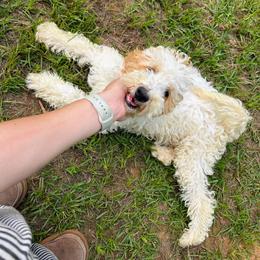 Cupid - Parti male Goldendoodle puppy in Pittsburg, Texas from Grace Springs Goldendoodles
