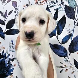 Green - White and black male Dalmatian puppy in Gray, Georgia from Fuller Spots