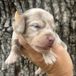 Finn - Dapple male Dachshund puppy in Bentonville, Arkansas from Boujee Buns Dachshunds