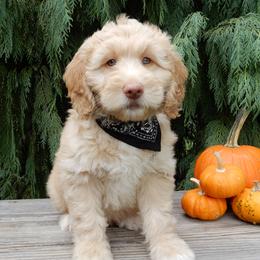 Simon - Apricot male Labradoodle puppy in Millersburg, Ohio from My Pals