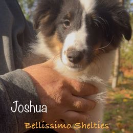 Joshua (tri color) - Black white and tan male Shetland Sheepdog puppy in Idaho from Bellissimo Shelties