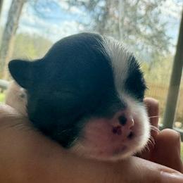 Tom - Black and white male Shih Tzu puppy in Skipperville, Alabama from Nay Nay’s Babies