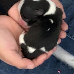 Biewer Terrier, Chinese Crested, and Havanese Puppies from Meadowview Havanese