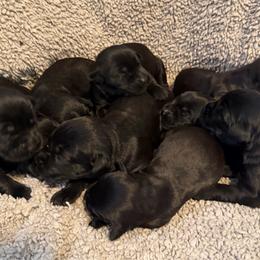 Girl 3 - Black female Giant Schnauzer puppy in Bois D’arc, Missouri from Down Low Kennels