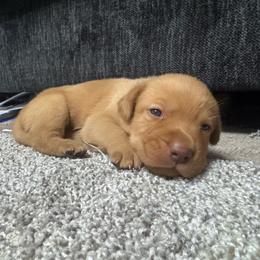 Captain Morgan - Yellow male Labrador Retriever puppy in Seneca, Pennsylvania from Barrett Farm Labradors