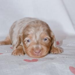 Daphne - Dapple female Dachshund puppy in Eufaula, Alabama from B’s Dachshunds