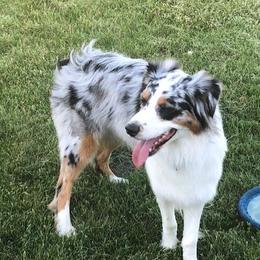 Coco - Australian Shepherd