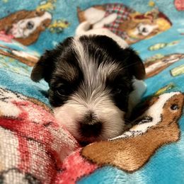 Double Doodle, Maltipoo, Morkie, and Yorkipoo Puppies from Danza Bolo