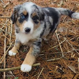 Australian Mountain Doodle, Bernedoodle, Companion Cross, and Shihpoo Puppies from Perfect Companion Puppies