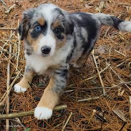 Australian Mountain Doodle, Bernedoodle, Companion Cross, and Shihpoo Puppies from Perfect Companion Puppies