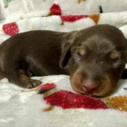 Chocolate and tan girl - Chocolate and tan female Dachshund puppy in Orlando, Florida from Weiner Wunderland of Central Florida
