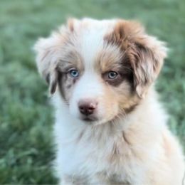 Male 3 - Red merle Miniature Australian Shepherd puppy in Visalia, California from Furrever.Mini.Aussies.llc