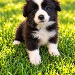 Buzz - Black & white male Miniature Australian Shepherd puppy in Stuart, Iowa from Arbor Hill Aussies