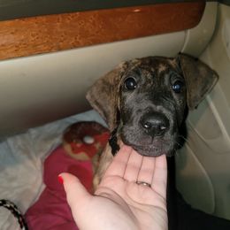 Great Dane Puppies from The Greater Dane Kennel