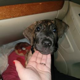 Great Dane Puppies from The Greater Dane Kennel